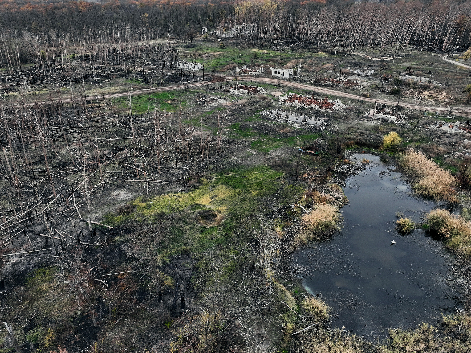 Ліси відновлюватимуть ціле століття. Що сталося з довкіллям в Україні через війну